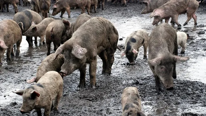 İngiltere'de akaryakıt krizinden sonra mezbaha işçisi sıkıntısı! - 1