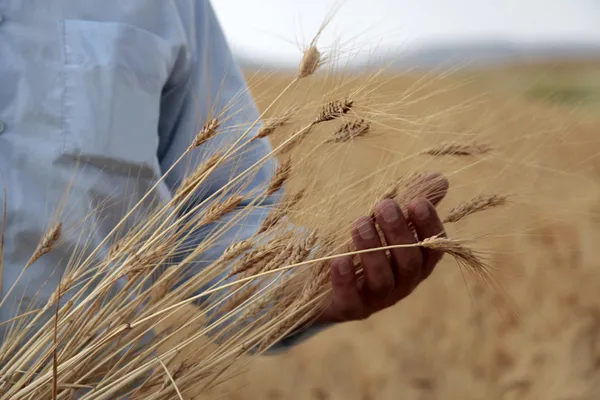 Kuraklık desteği ödemeleri ne zaman yatar? 2021 kuraklık destek ödemesi yattı mı? Kim ne kadar alacak?