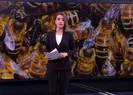 Arılar yok olursa ne olur?