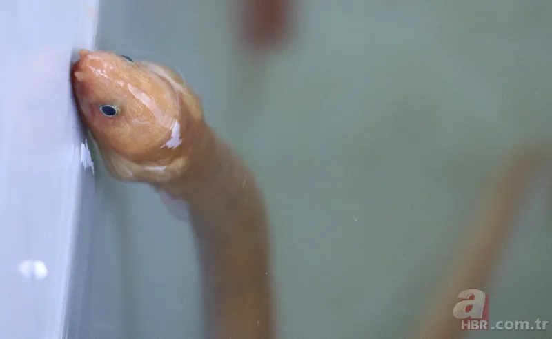 Türkiye’de ilk defa görüntülendi! Yılan kurdu balığı Çanakkale Boğazı’nda! Nereden geldi? Uzman isim A Haber'de yanıtladı 3