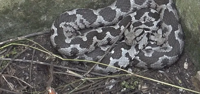 Su kuyusundaki 3 engerek yılanı çıkarıldı!