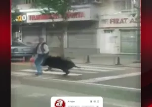 YAYA GEÇİDİNDE DOMUZ ÇARPTI