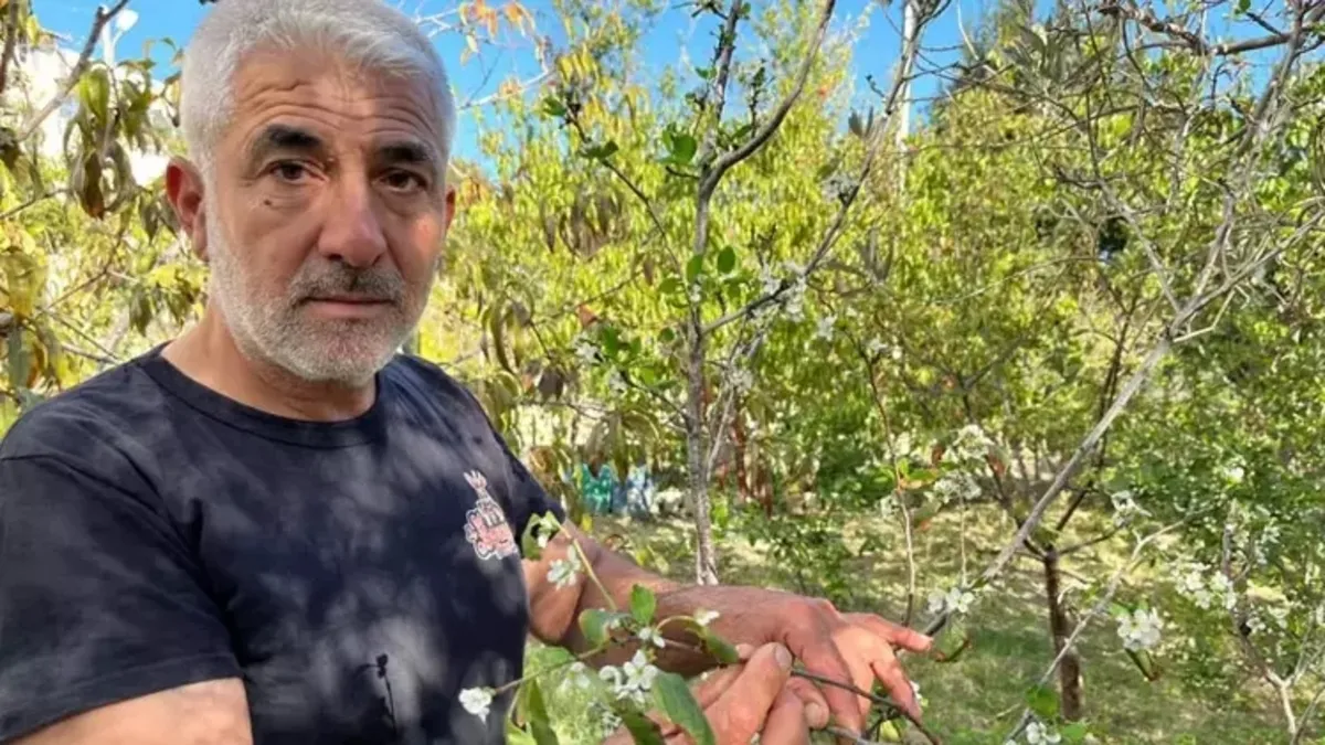 Hatay'da meyve ağaçları sonbaharda çiçek açtı