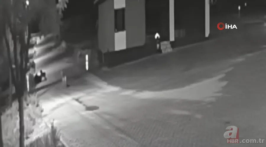 Kurt sürüsü sokak ortasında saldırıp paramparça etti! İşte korkunç anlar 20