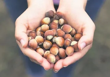 Ferrero, Türk fındığını dünyaya dağıtıyor