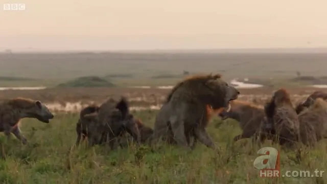 İzmir'de sırtlan paniği! "Tire canavarı" korku salıyor 22