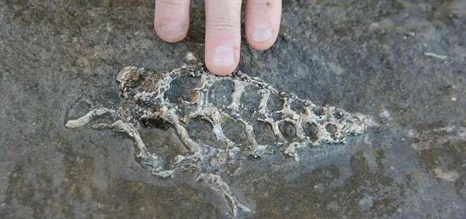Adıyaman’da ava giden vatandaş kaya parçasında 70 milyon yıllık fosil bulundu