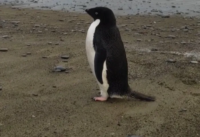 Yüzlerce kilometre yol katetti! Oyuncak sandı... Öğrenince şoke oldu