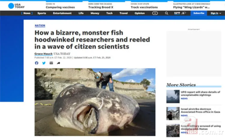 ABD kıyılarına vuran deniz canlısı bilim insanlarını şoke etti! Görüntüleri servis edildi 9