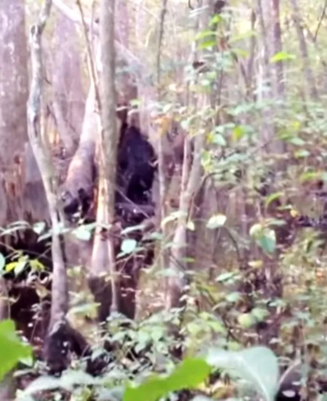 Ormanda dehşete düşüren olay 🌲 Yabani insan görenleri korkuttu | Akıllardaki tek soru gerçek mi?