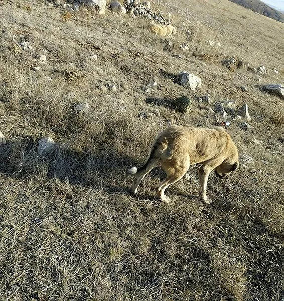 Tokat Zile'de 29 köpek boş arazide baygın bulundu - 3