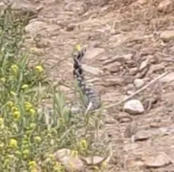 Otların içerisinde gördü! Telefona sarıldı