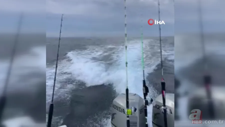 Katil balinaların üzerine balıklama atladı! Bedelini ağır ödedi 13