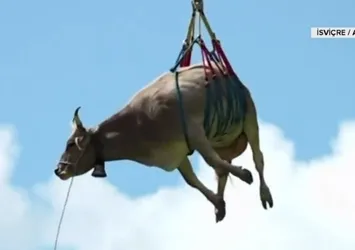Uçan inek böyle görüntülendi