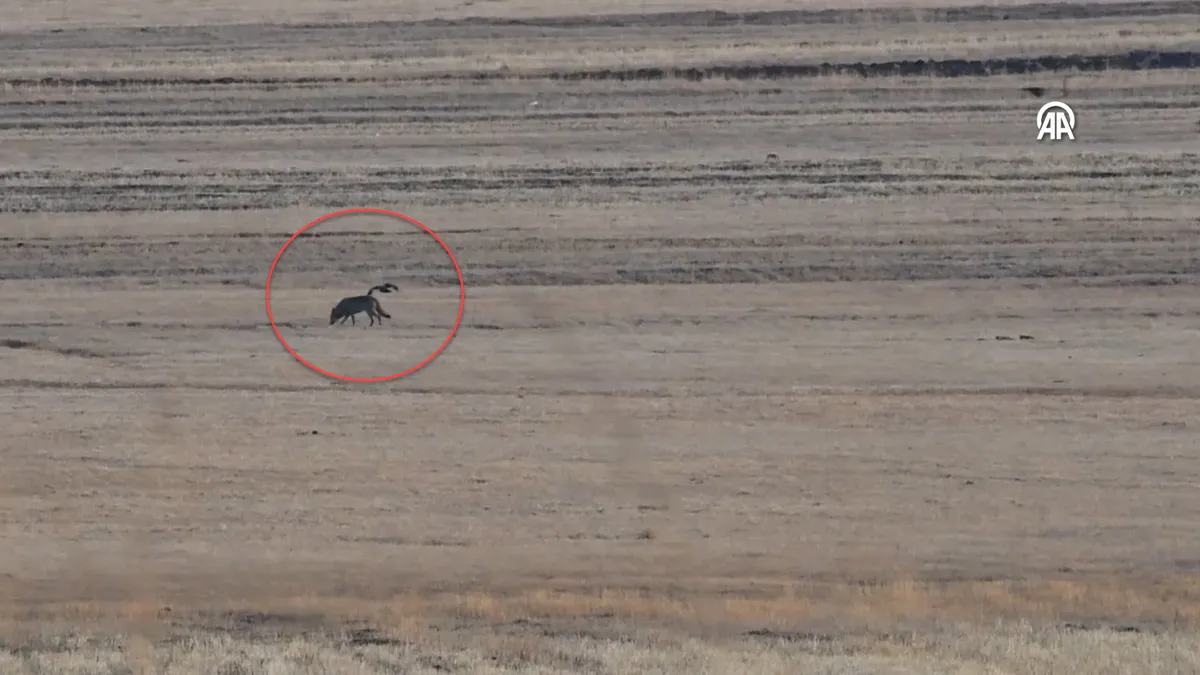 Kırsalda kurt ve vaşak görüntülendi