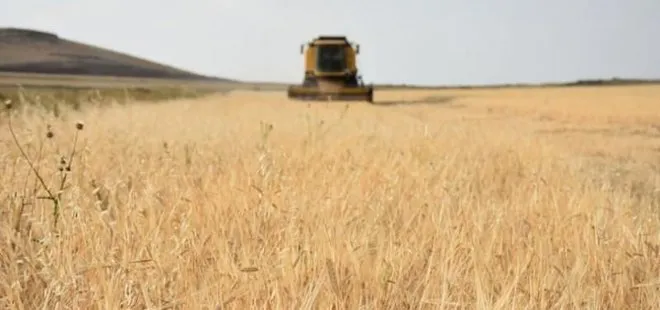 TOBB’dan buğday açıklaması! Türkiye dünyada 1. sırada