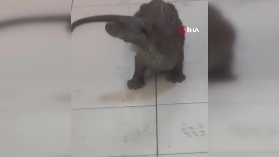 Nesli tehlikede! Bartın’da iş yerine girerken görüntülendi