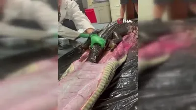 Dev pitonun içinden çıkan dehşete düşürdü