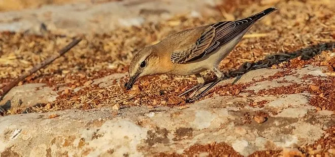 Güneydoğu Anadolu’da avlanan kuyrukkakan kuşu görüntülendi