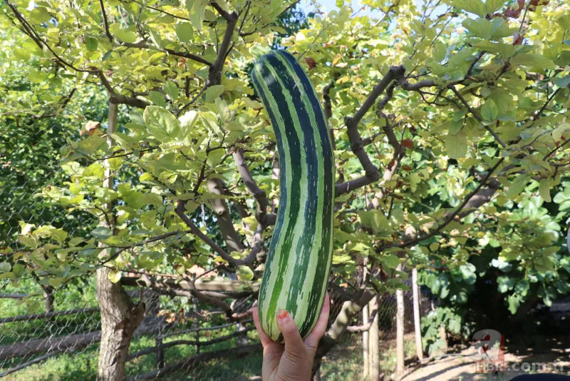 Komşudan tohum istedi! Yetişen sebze şaşkına çevirdi 3