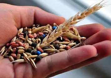 Yerli ve milli tohum atağı! Tarla bitkilerinde 35 bahçe bitkilerinde 25 yeni tohum çeşidi geliştirildi
