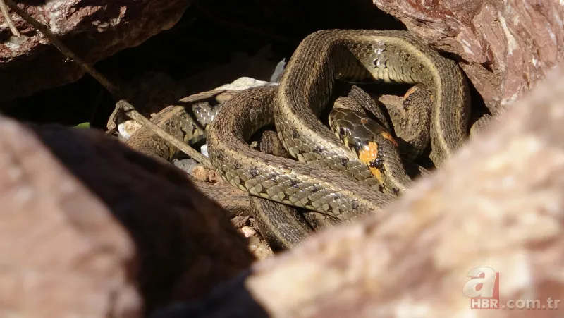 Arazide dolaşan vatandaş şoke oldu: Daha önce bu kadar kalabalık görüntülenmemişti 13