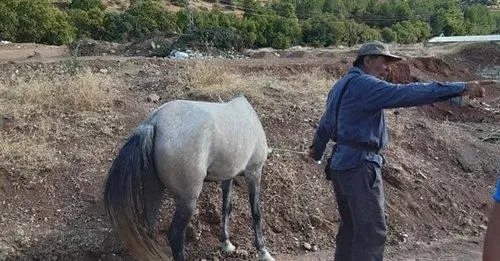 CHP'li İBB emekliye ayırmak üzere aldığı atları köy işlerine verdi - 3