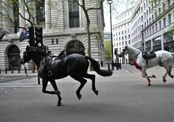 Londra’da kaçan Kraliyet atları ortalığı birbirine kattı: 4 yaralı