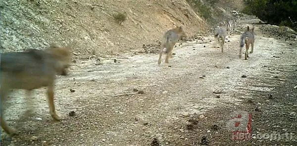 Dünyanın en ilginç 19 hayvanından biri! Türkiye'de görüntülendi 23
