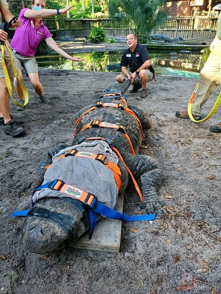 Yüzlerce kiloluk dev timsah tedavi edildi! Görüntüleri sosyal medyayı salladı 4