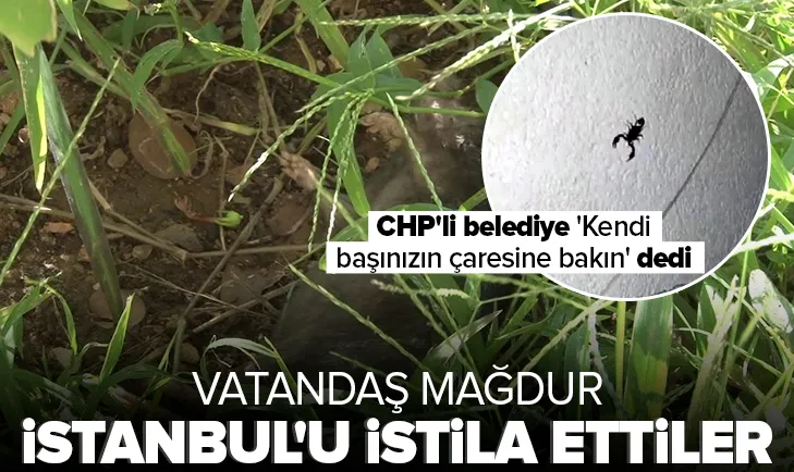 Sarıyer’de evleri akrep ve fare bastı!