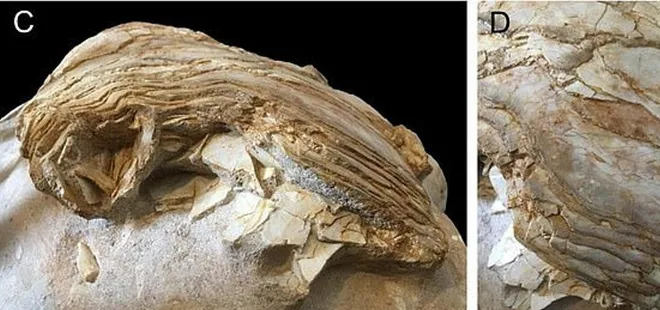 Tam 66 milyon yıl öncesine ait! Şimdiye kadar keşfedilenlerin en büyüğü