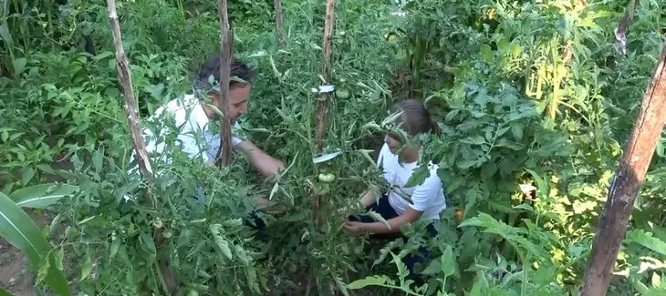 Baba ve kızı bahçeyi gezerken buldu! Görenleri hayrete düşüren domates