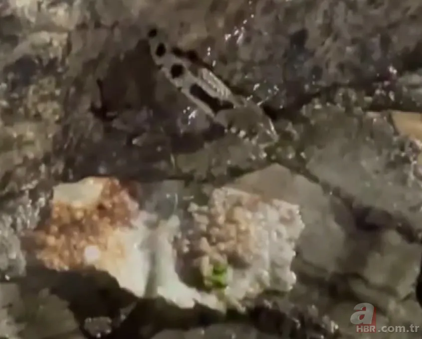 Yılan kurbağa avladı! Ağzıyla yuvasına çekerken… 6