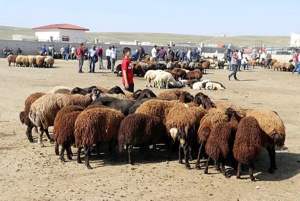 Kurbanlık güncel il il fiyatları 2022: Kurbanlık fiyatları ne zaman açıklanacak? Küçükbaş ve büyükbaş fiyatları...