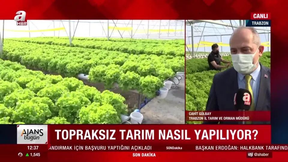 Topraksız tarım nasıl yapılıyor?