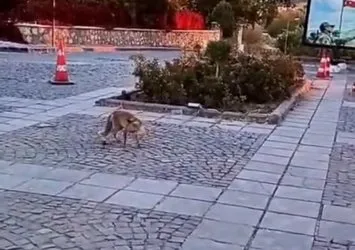 Görüntüler Elazığ'dan! Şehri tilkiler sardı