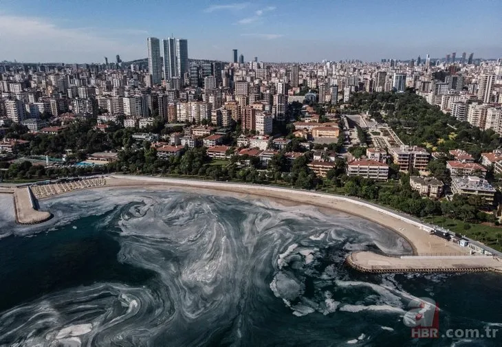 Marmara Denizi’nden sevindirici haber! Müsilaj nedeniyle ölen deniz süngerleri canlandı