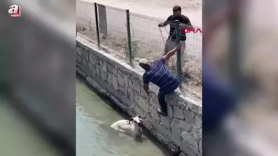 Kaçan kurbanlık dereye atladı