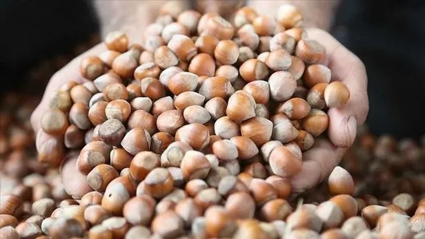 22 Eylül FINDIK FİYATLARI: 🌰 Fındık fiyatı ne kadar, kaç TL oldu? Giresun, Ordu, Samsun, Trabzon GÜNCEL LİSTE! - 4