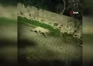 Bodrum’da kurt sürüsü görüntülendi