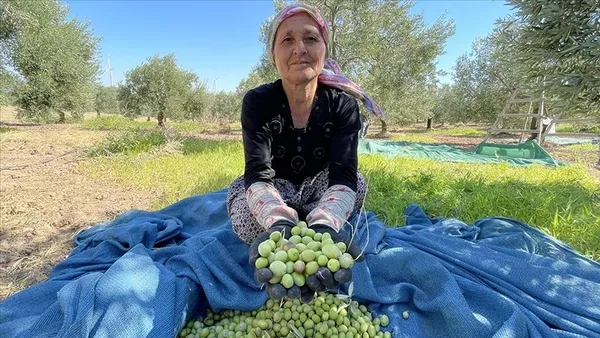 Türkiye tarihinde bir ilk! Sofralık zeytin ihracatında rekor