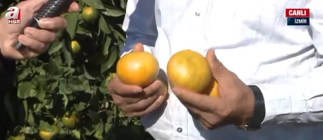 satsuma-mandalinasinda-hasat-zamani-rekolte-beklentisi-ne-durumda-1634978854112.jpg Satsuma mandalinasında hasat zamanı! Rekolte beklentisi ne durumda? - 2