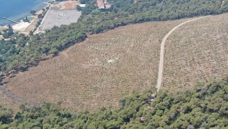 Heybeliada’daki yangının üzerinden 1 geçti! Yeşillendirme çalışmaları meyvesini verdi