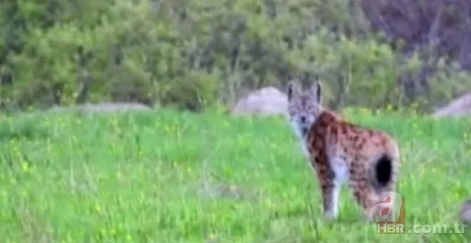 Son dakika: Türkiye'de görülen et yiyen çekirge şehri alarma geçirdi! Vatandaşlar tedirgin 9