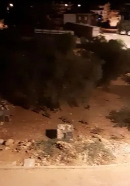 Antalya’da domuz sürüsü ile köpekler karşı karşıya geldi! O anlar kamerada