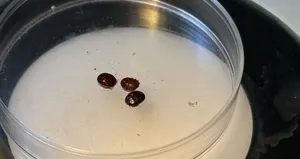 Kene bir can daha aldı