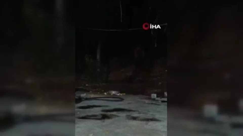 Bingöl’de şantiye alanına ayı girdi