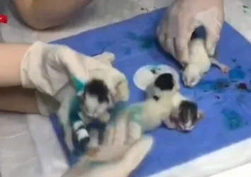 Yapışık dördüz kedilere operasyon
