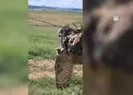 Tellere takılmış halde bulundu